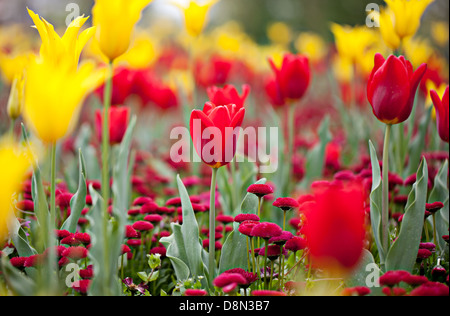 Tulpen und Margeriten Stockfoto