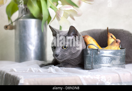 Katze auf Tisch Stockfoto