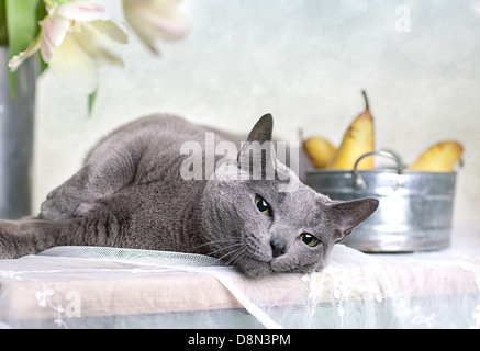 Katze auf Tisch Stockfoto
