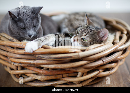 Zwei Katzen im Korb Stockfoto