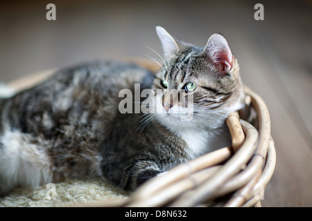 Katze im Korb Stockfoto