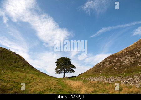 Robin Hoods Baum Stockfoto