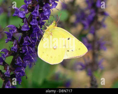 Getrübte schwefelreichen Buttefly Insekt Colias Philodice. Stockfoto