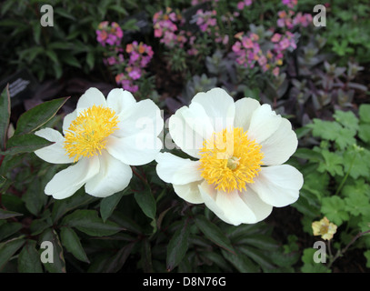 Paeonia Claire de Lune, dargestellt durch Leamore Kindergarten Ay Bloom 2013, Irlands premier Gartenfest, Dublin Stockfoto