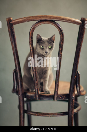 Russisch Blau Katze Portrait Stockfoto