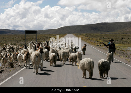 Herde von Lamas und Alpakas auf der Straße in den peruanischen Anden, Südamerika Stockfoto