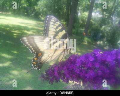 Dieses Stockfoto zeigt einen lebendigen Tigerschwalbenschwanz-Schmetterling, der auf einer Blume thront. Das charakteristische gelbe und schwarze Muster des Schmetterlings ist deutlich sichtbar und unterstreicht seine Schönheit und das komplizierte Design seiner Flügel. Stockfoto
