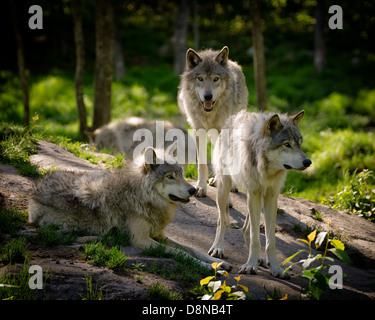 Eine kleine Packung von drei Eastern Timber Wolf am felsigen Hang in der nordamerikanischen Wildnis zu sammeln. Stockfoto