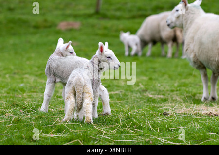 Neu geborenen Lämmer im grünen Feld im Frühjahr in Schottland Stockfoto