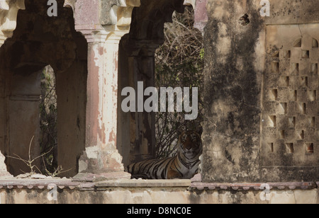 Königin in ihrem Palast während Sommer Tiger gern in die schattigen Zufluchtsort dieser historischen Monumente ausruhen Stockfoto