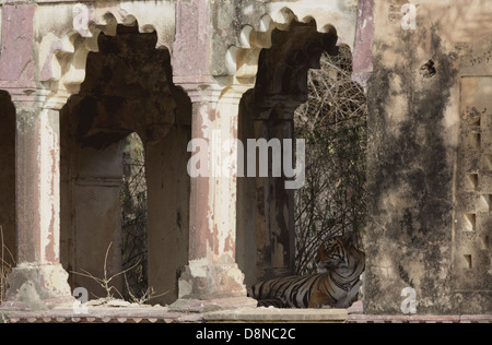 Königin in ihrem Palast während Sommer Tiger gern in die schattigen Zufluchtsort dieser historischen Monumente ausruhen Stockfoto