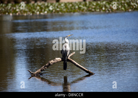 Ein Blick auf ein Darter Vogel in Sydney, Australien Stockfoto