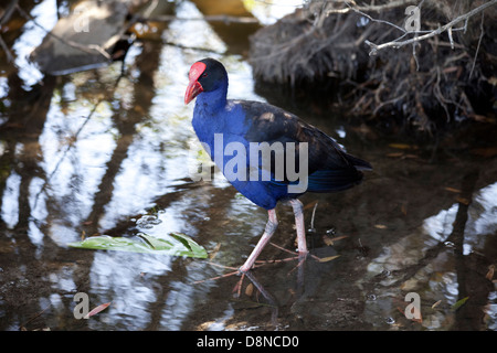Ein Blick auf ein Pukeko Vogel in Sydney, Australien Stockfoto