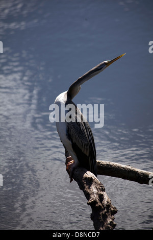 Ein Blick auf ein Darter Vogel in Sydney, Australien Stockfoto