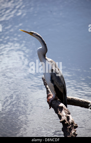 Ein Blick auf ein Darter Vogel in Sydney, Australien Stockfoto