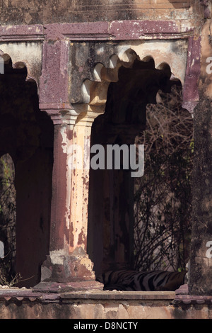 Königin in ihrem Palast während Sommer Tiger gern in die schattigen Zufluchtsort dieser historischen Monumente ausruhen Stockfoto