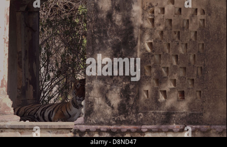 Königin in ihrem Palast während Sommer Tiger gern in die schattigen Zufluchtsort dieser historischen Monumente ausruhen Stockfoto