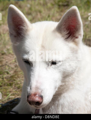 Southport, Merseyside, England. 1. Juni 2013. Southport Country Fair.  Spaß Wochenend-Event in der Freizeit Seen Southport einschließlich Stunt Hund zeigt, umarmen, ein Husky, Reptilien- und Kakerlake Haus & Kinder Kirmes reitet Credit: Cernan Elias/Alamy Live News Stockfoto