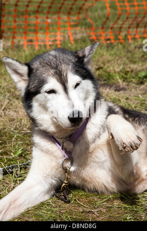 Southport, Merseyside, England. 1. Juni 2013. Southport Country Fair.  Spaß Wochenend-Event in der Freizeit Seen Southport einschließlich Stunt Hund zeigt, umarmen, ein Husky, Reptilien- und Kakerlake Haus & Kinder Kirmes reitet Credit: Cernan Elias/Alamy Live News Stockfoto