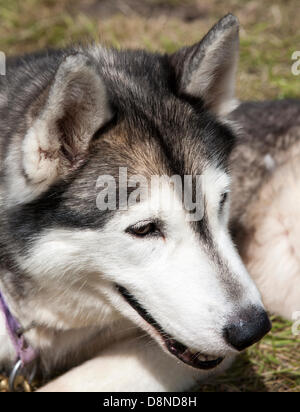 Southport, Merseyside, England. 1. Juni 2013. Southport Country Fair.  Spaß Wochenend-Event in der Freizeit Seen Southport einschließlich Stunt Hund zeigt, umarmen, ein Husky, Reptilien- und Kakerlake Haus & Kinder Kirmes reitet Credit: Cernan Elias/Alamy Live News Stockfoto