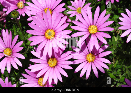 Eine Show von rosa Gänseblümchen. Cape Daisy, Osteospermum Jucundum compactum Stockfoto