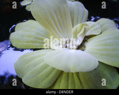 Die Victoria regia ist eine im Amazonasbecken heimische Riesenlilie. Diese Wasserpflanze ist bekannt für ihre enormen kreisförmigen Blätter und ihre markanten weißen und rosa Blüten. Sie lebt in langsam bewegten Gewässern und kann bis zu 3 Meter im Durchmesser wachsen. Sie ist ein Symbol für die reiche Artenvielfalt der Region. Stockfoto