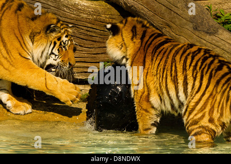 Sibirischen/Amur Tiger Cubs (Panthera Tigris Altaica) spielen im Wasser mit Reifen Stockfoto