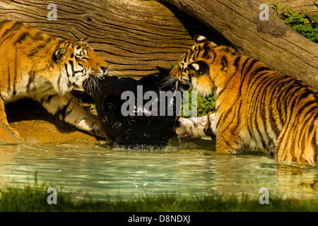 Sibirischen/Amur Tiger Cubs (Panthera Tigris Altaica) spielen im Wasser mit Reifen Stockfoto