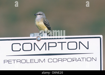 Westlicher Kingbird (Tyrannus verticalis) hoch oben auf dem Erdölschild, Frank Lake, Alberta, Kanada Stockfoto