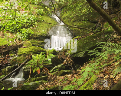 Ein sanfter Wasserfall kaskadiert durch einen moosbedeckten glen, umgeben von üppiger grüner Vegetation. Der Bach fließt friedlich durch die bewaldeten Gebiete und schafft eine ruhige und ruhige Umgebung. Stockfoto