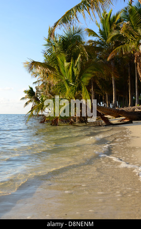 Ein leerer Strand, Meer und Palmen Bäume auf den Bahamas Stockfoto