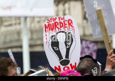 London UK. 1. Juni 2013.  Demonstranten und Tierschützer März nach Westminster gegen die umstrittenen Pläne der Regierung zur Einführung Dachs Keulung zur Bekämpfung der TB bei Rindern Credit: Amer Ghazzal/Alamy Live-Nachrichten Stockfoto