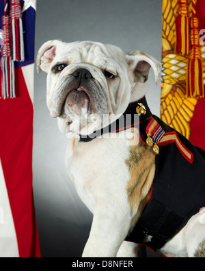 Das offizielle Maskottchen des United States Marine Corps, englische Bulldogge Pfc. Chesty XIV, setzt für seine offizielle Foto an das Pentagon 15. Mai 2013 in Arlington, VA. Chesty XIV offiziell das Maskottchen übernimmt als bei seinem Vorgänger, Sgt. Chesty XIII, im Herbst 2013 in den Ruhestand. Stockfoto