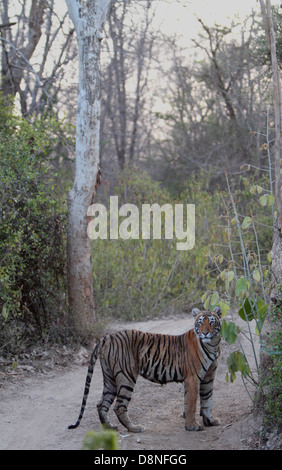 Ein Tiger im Dschungel Stockfoto