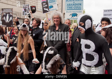 London, England UK 06.01.2013. Königin Gitarrist und Wildlife Enthusiasten Biran kann schließt sich eine Marsch durch die Londoner gegen die britische Regierung umstritten pilot Dachs Cull die am 1. Juni dieses Jahres beginnen. Die Regierung rief die Keulung im Bemühen um die Verhinderung der Ausbreitung von bovine Tuburculosis, die sie behaupten, ist getragen von Dachsen und an Vieh, aber Demonstranten sagen, dass es keine wissenschaftliche Grundlage für eine Keulung gibt und schießen die Dachse unnötig und unmenschlich sein wird. Stockfoto