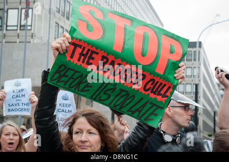 London, England UK 06.01.2013. Demonstranten marschieren durch die Londoner gegen die britische Regierung umstritten pilot Dachs Cull die am 1. Juni dieses Jahres beginnen. Die Regierung rief die Keulung im Bemühen um die Verhinderung der Ausbreitung von bovine Tuburculosis, die sie behaupten, ist getragen von Dachsen und an Vieh, aber Demonstranten sagen, dass es keine wissenschaftliche Grundlage für eine Keulung gibt und schießen die Dachse unnötig und unmenschlich sein wird. Stockfoto