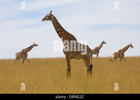 Vier Giraffen stehen auf den Ebenen, Tala Game Reserve, Südafrika. Stockfoto