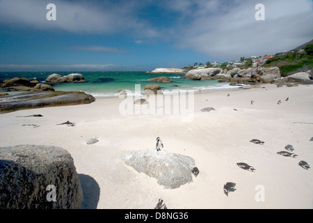 Afrikanische Pinguine am Boulders Beach, Südafrika Stockfoto