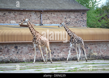 Giraffen im Zoo von Chester Stockfoto