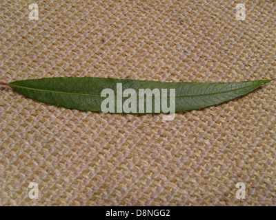 Ein Muster aus Weidenblättern auf einem strukturierten Jutestoff, das die natürliche Schönheit der Blätter vor einem gewebten Hintergrund zeigt. Stockfoto