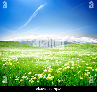 Wilden Frühlingsblumen auf der grünen Wiese Stockfoto