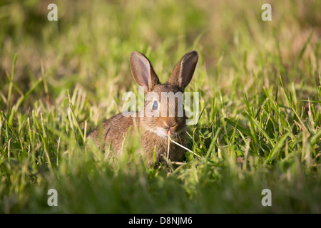 Eine junge Wildkaninchen in einem Feld Gras Stockfoto