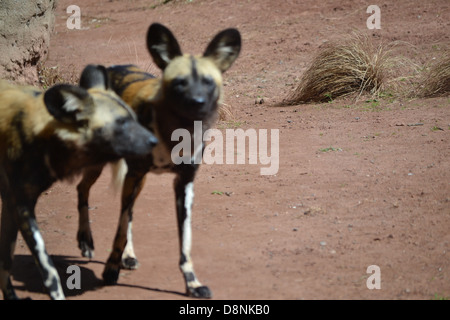 African malte Hunde im Zoo von Chester Stockfoto