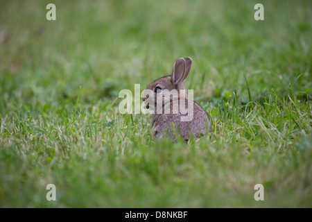 Eine junge Wildkaninchen in einem Feld Gras essen ein Blatt Stockfoto