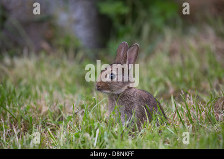 Eine junge Wildkaninchen in einem Feld Gras Stockfoto