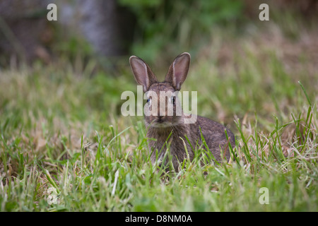 Eine junge Wildkaninchen in einem Feld Gras Stockfoto