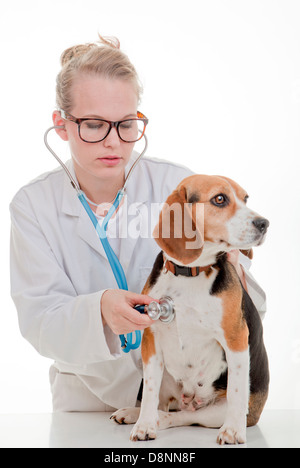 Tierarzt oder Tierarzt Untersuchung Hund Stockfoto