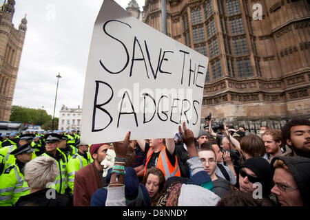 London, UK. 1. Juni 2013. Kundgebung in Westminster gegen die BNP Nationalpartei von anti-faschistischen Aktivisten und eine kleine Anzahl von Dachs cull Demonstranten. Bildnachweis: Sebastian Remme/Alamy Live-Nachrichten Stockfoto