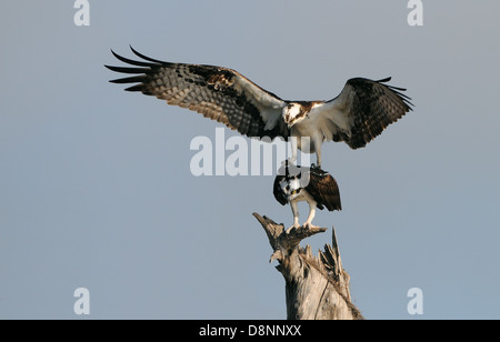 Männliche Osprey auf der Rückseite des weiblichen Adlers paarungsbereit und Arbeitsbedingungen auf Wohlstand bei Blue Cypress Lake, Florida, USA, Amerika. Stockfoto