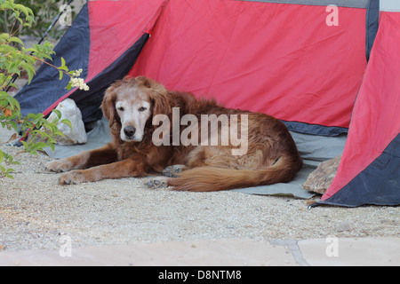 Weibliche golden Retriever durch ein Zelt camping Stockfoto